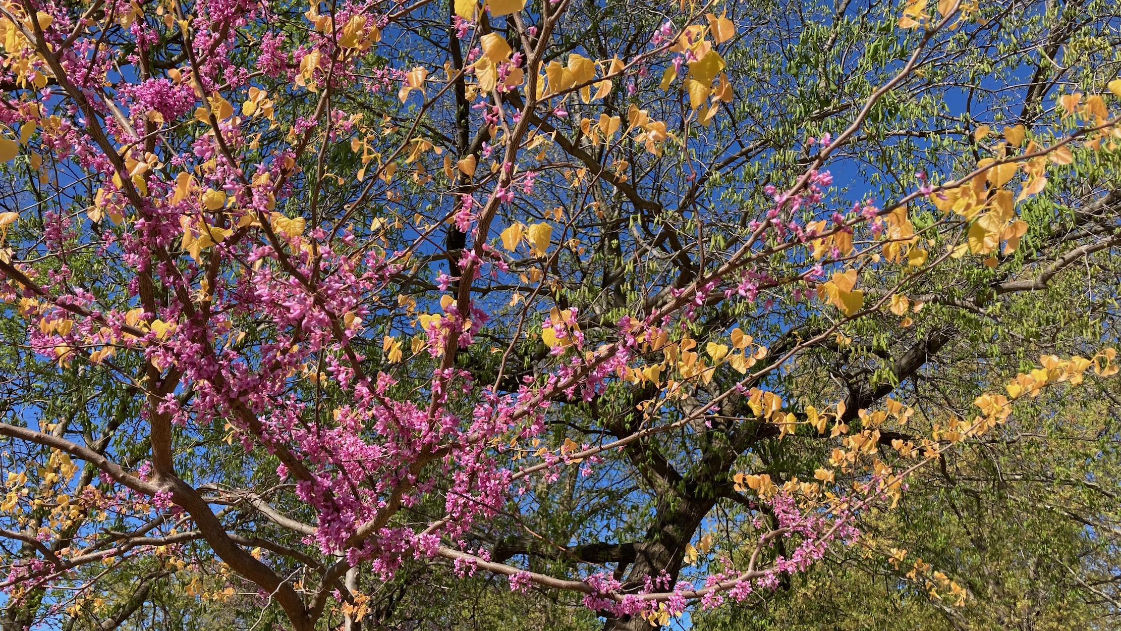 A redbud tree, covered in fuchsia flower, beginning to erupt its yellow spring leaves.
